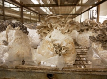 groeiende paddestoelen