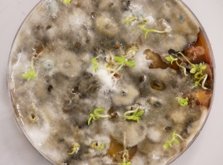 schimmels en planten in petrischaal