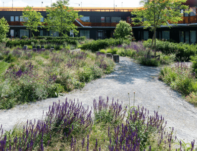 looppad met veel lavendel en andere planten